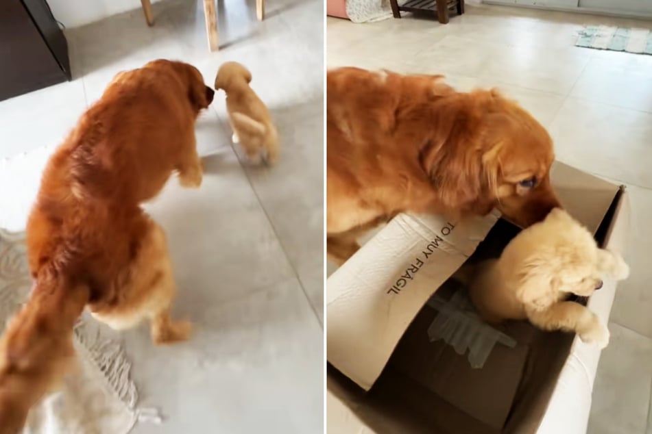 Golden Retriever Apollo bonded with the new puppy right off the bat.