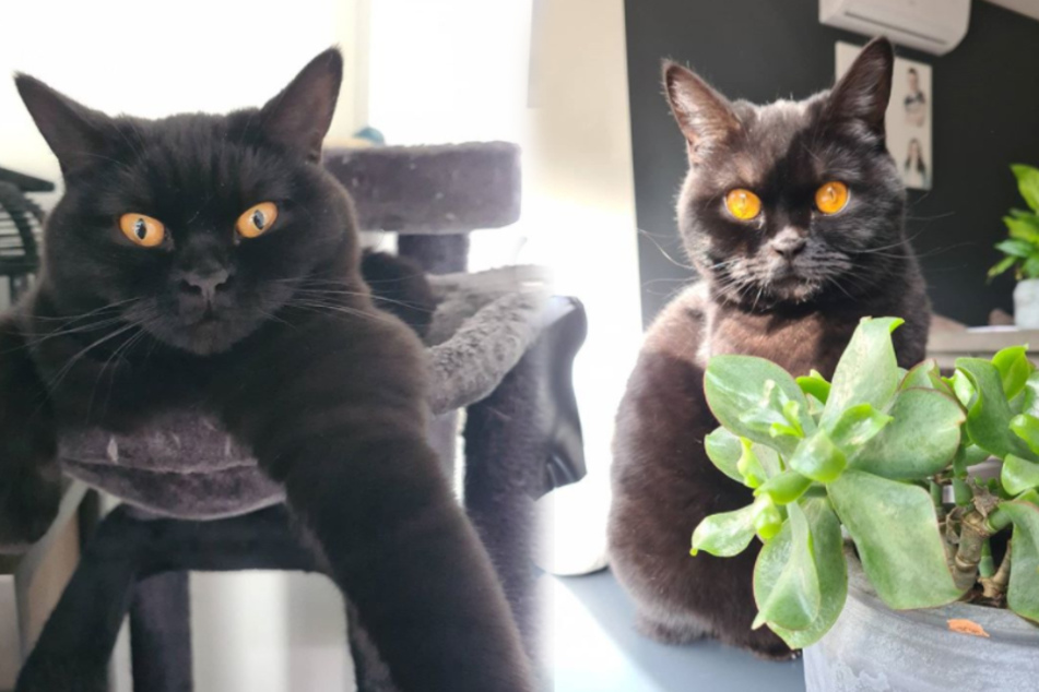 Black cat becomes internet star thanks to her hypnotic eyes
