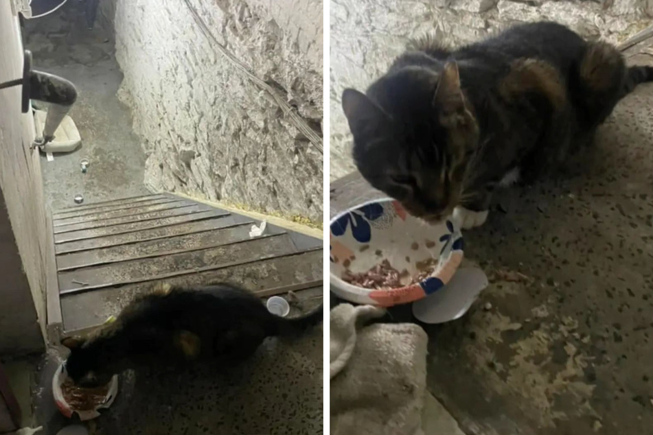 This cold cellar was Leila the cat's lonely realm for over a month.