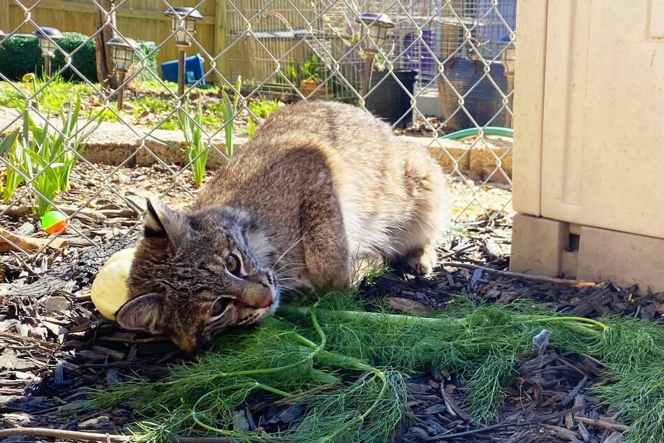 A picture of little bobcat T'challa and his favorite toy.