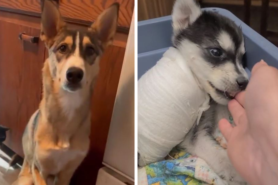 Puppy amputee gets heart-warming lesson in walking from older dog