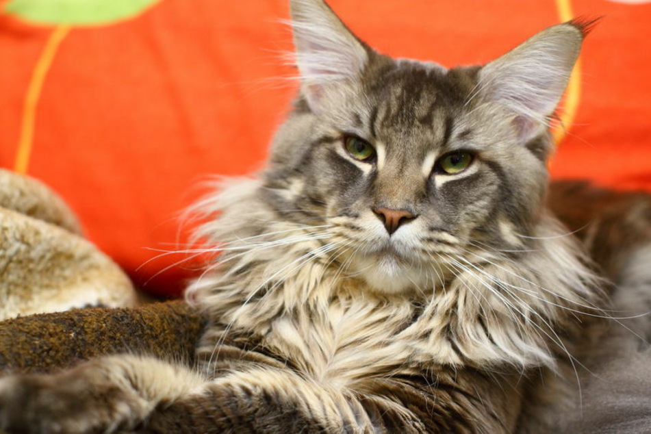 Biggest domestic cat in the world: Maine Coon stretches to almost 4 feet long!
