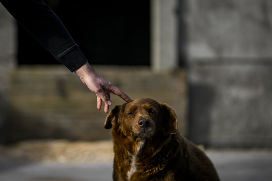 The old dog delighted animal lovers all over the world.