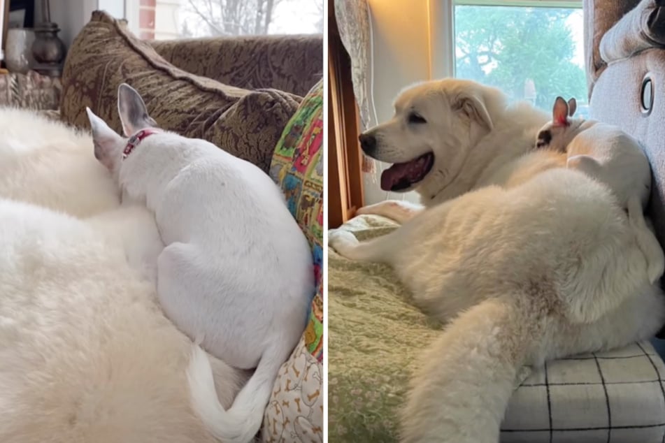 Tim's favorite place to sleep for years was on his best friend Ben!