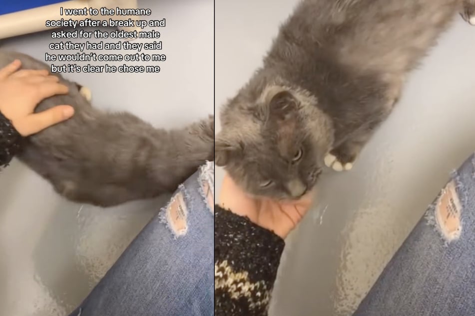 After a stroke of fate, a woman adopted the oldest cat from an animal shelter.