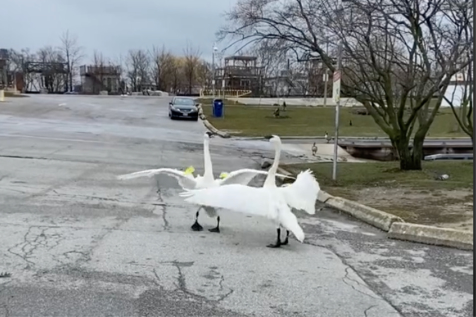 These Canadian swans had one dramatic reunion!