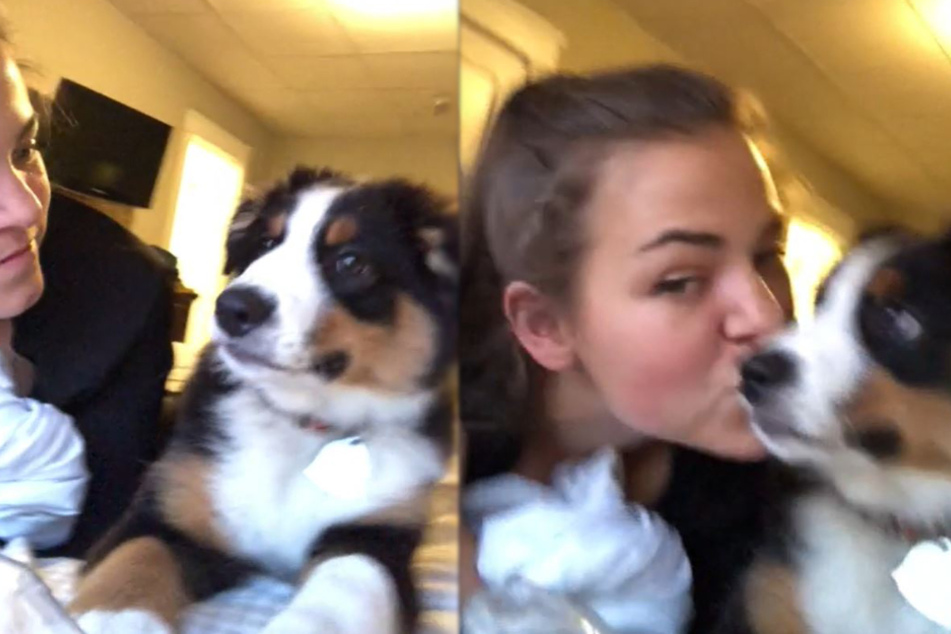 Pooch smooch: the internet loves this puppy's reaction to a kiss from its owner