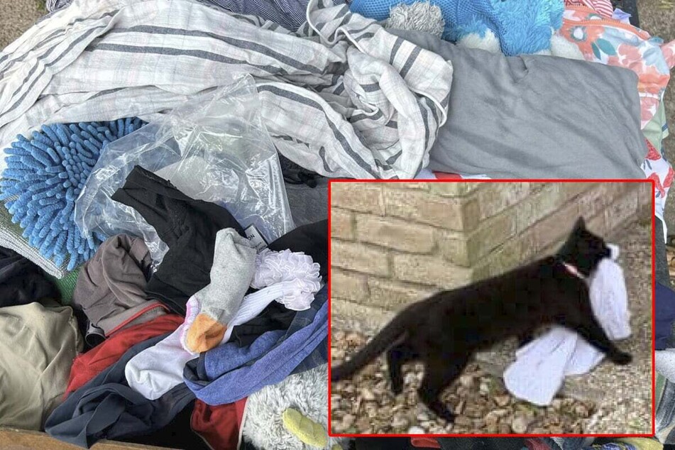 Cat burglar steals laundry - and hearts - in hilarious viral story