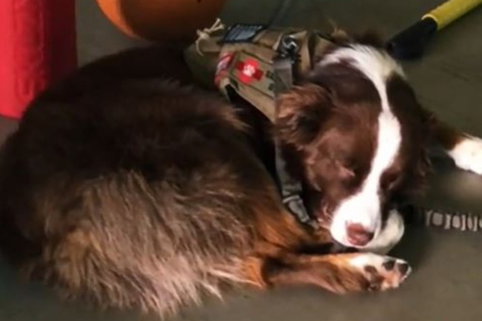Oso was caught in the act sleeping on the job in a hilarious TikTok video.
