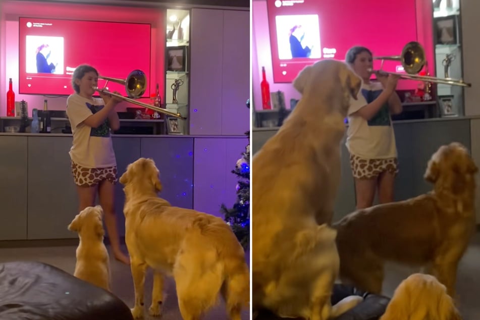Before the girl starts to play, the three golden retrievers wait excitedly for the trombone to sound.