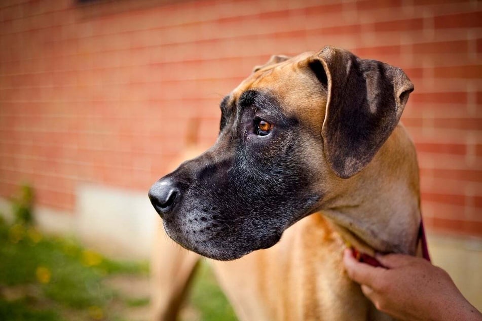 Great danes are fascinating, beautiful dogs that love to cuddle and hug.