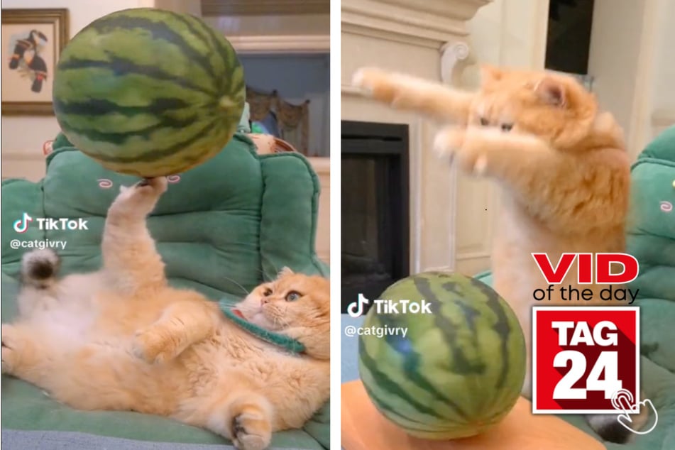 Viral Video of the Day for April 16, 2023: Cat meets watermelon