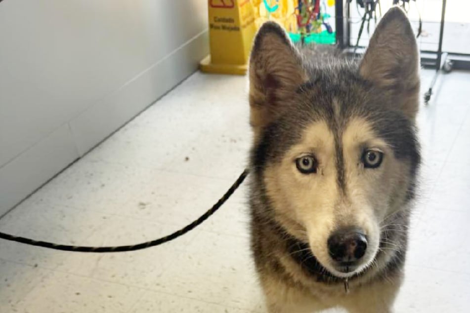 Rescuers check Husky's microchip after street rescue – and they're totally speechless!