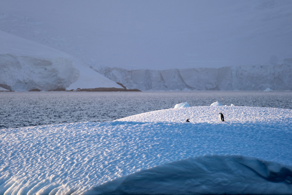 Surging tourism poses dangerous risks to Antarctica, scientists warn