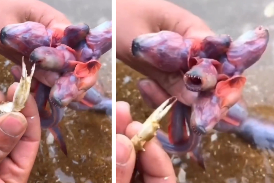 Horror from the sea: What kind of creature is this?