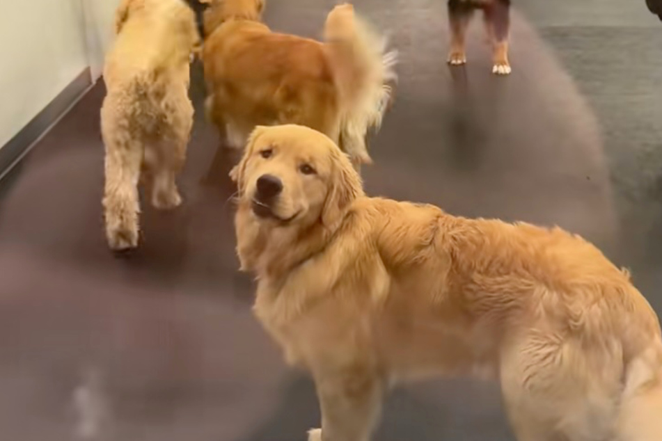 Golden Retriever Flapjack notices his owner - how will the dog react now?