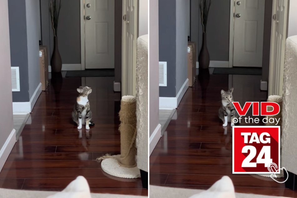 Viral Video of the Day for July 20, 2023: Gifted kitten sings along to favorite song in viral TikTok