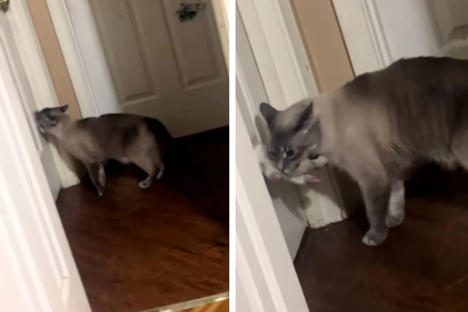 Cat's strange nightly habit made her owner cry – here's why