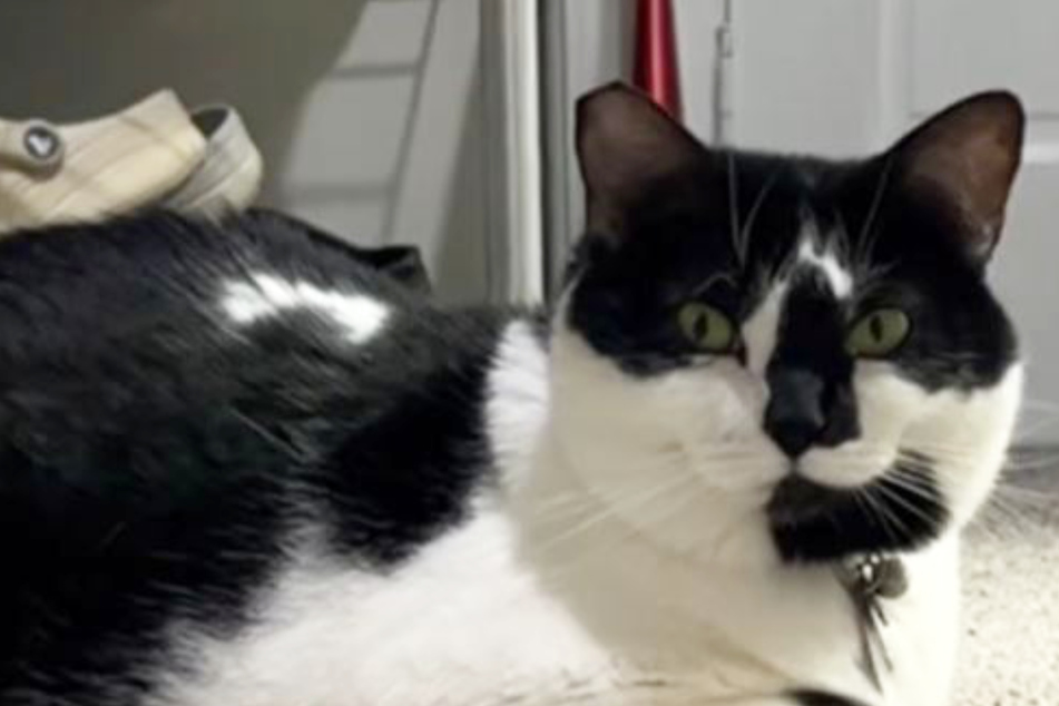 What was wrong with Miss Biscuit the cat?