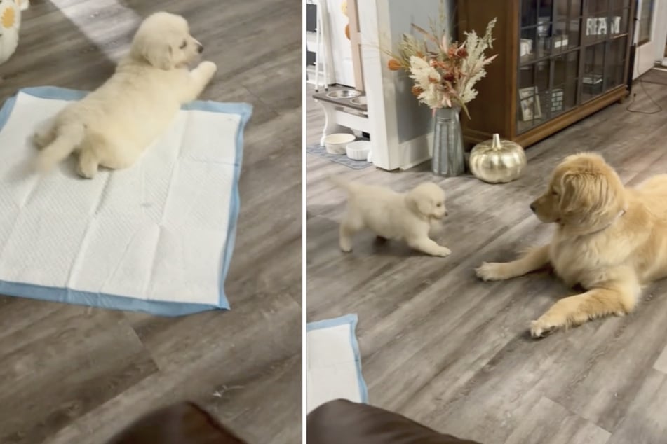 The video of golden retriever Cinna meeting her new puppy sibling has gone viral on TikTok.