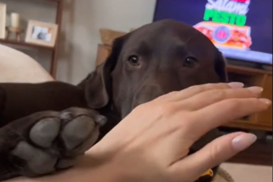 When Colby isn't into pets, he has every intention of letting you know!