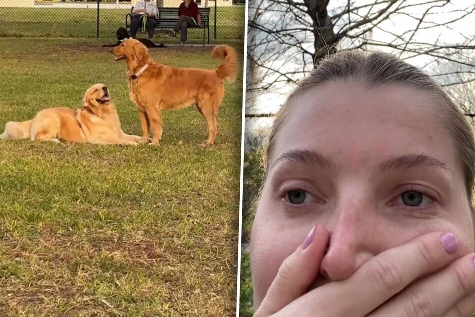 Dog mom watches as her pup desperately tries – and fails – to befriend fellow Golden Retriever: "Tears were shed"