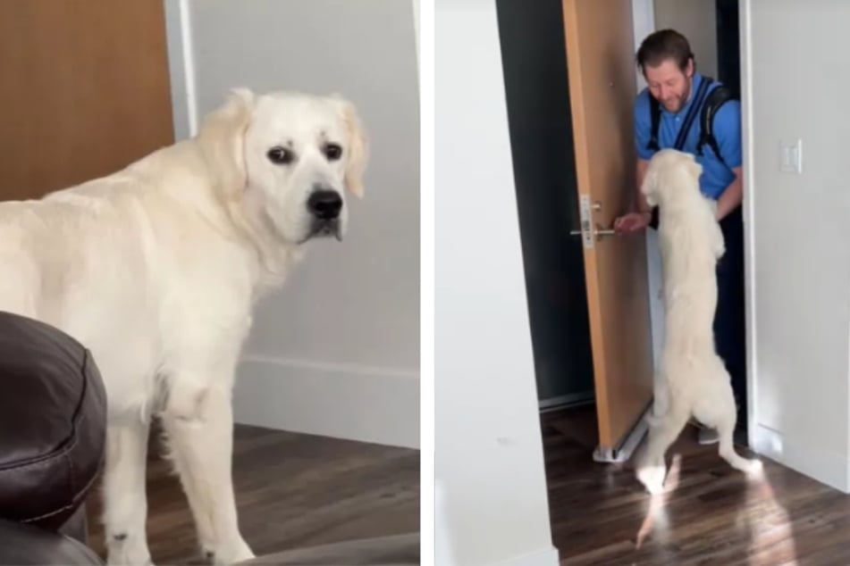 What this Golden Retriever does every day moves his owners to tears