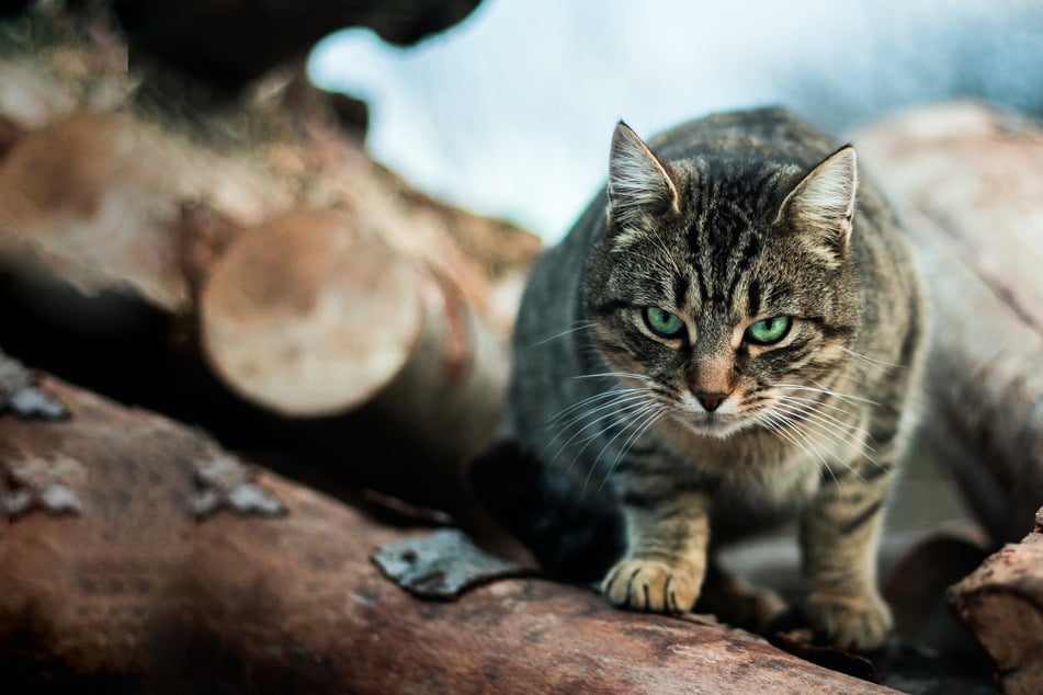 Why does my cat not like to be petted, and why does it duck when I touch it?