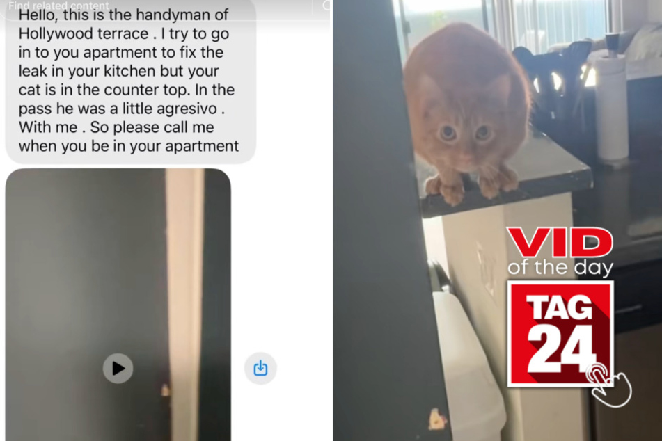 Viral Video of the Day for April 16, 2026: Cat scares off handyman in hilarious text exchange