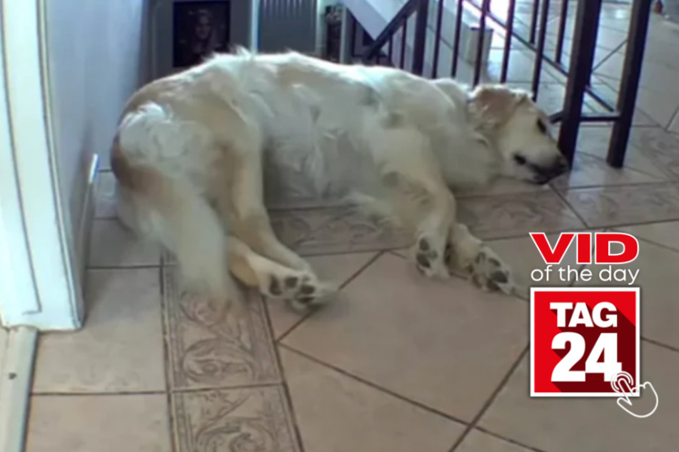 Viral Video of the Day for March 20, 2024: Dog takes a nap on stairwell before disaster strikes!