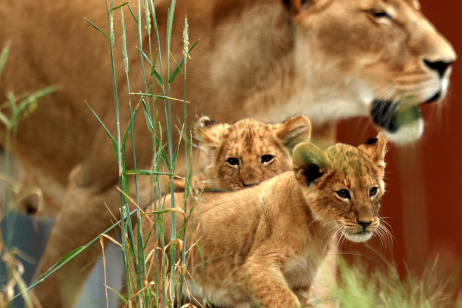 One of the cubs had to be tranquilized before he would return to his enclosure.