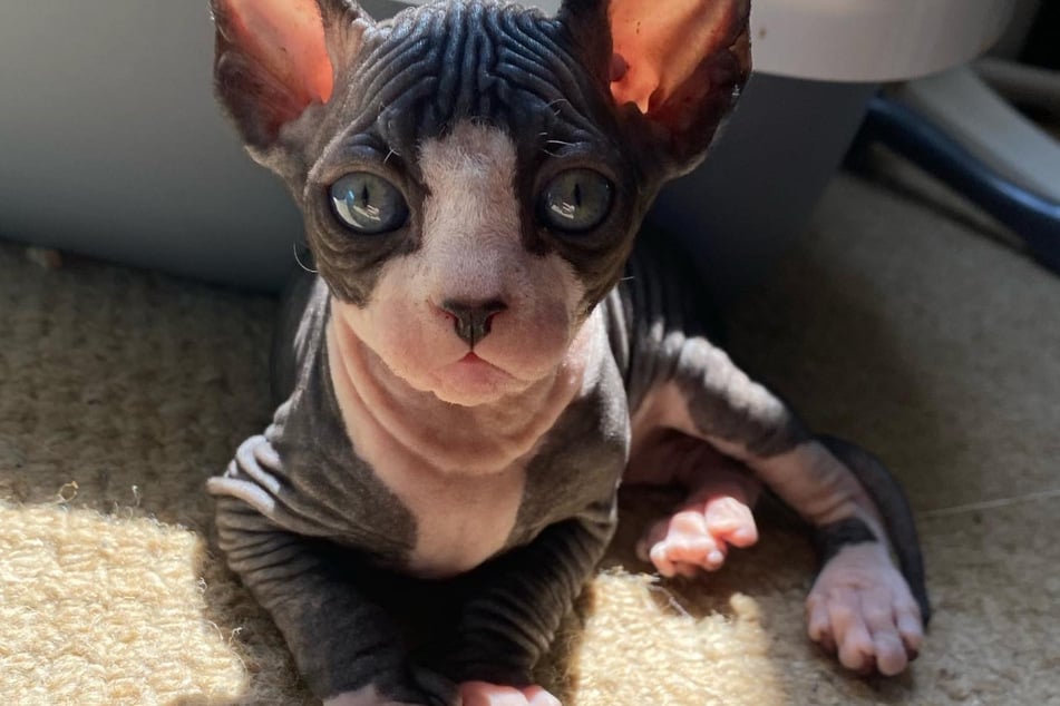 Even with a black-and-white tuxedo on, the Sphynx is still not the most appealing cat.