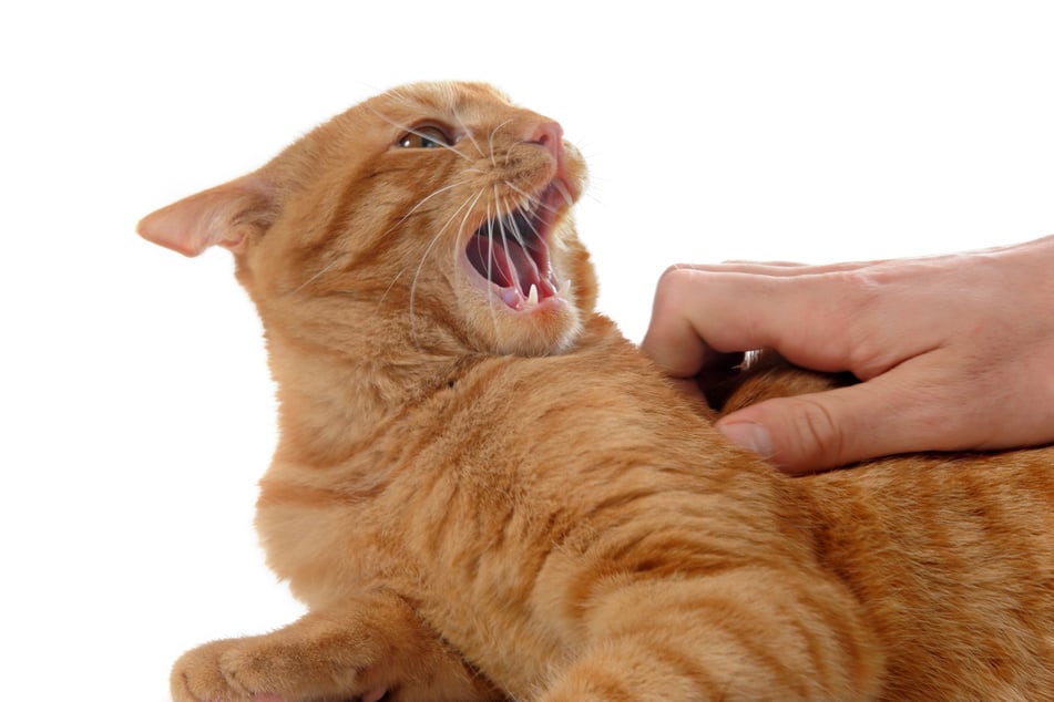 There is something profoundly adorable about a grumpy orange tabby cat.