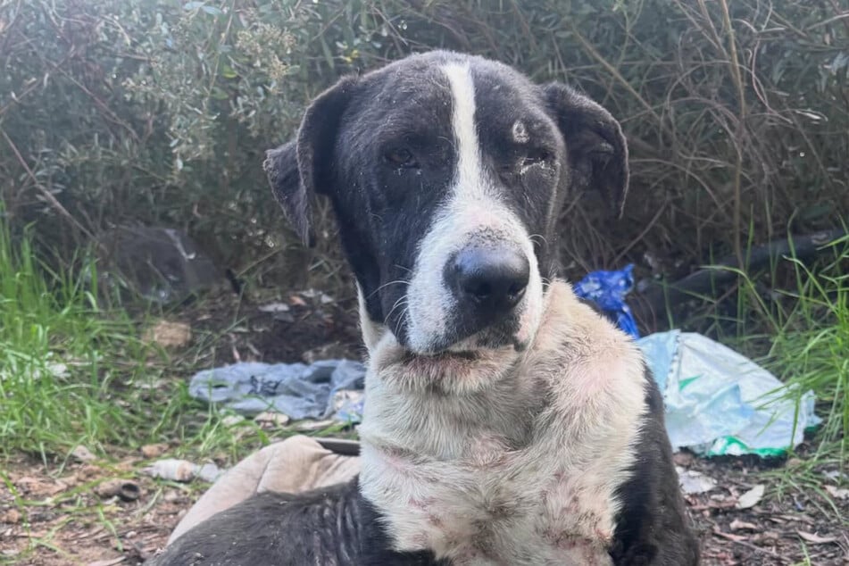 The dog was only skin and bones when she was discovered.