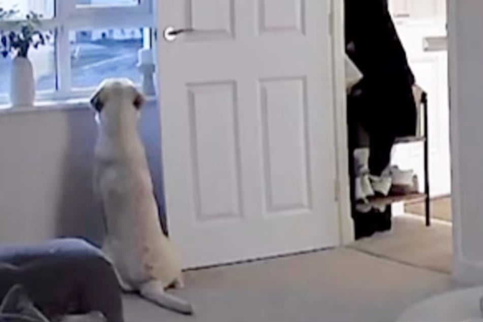 In the video, Bagel the dog sits by the window, eagerly waiting for his mom to come home.