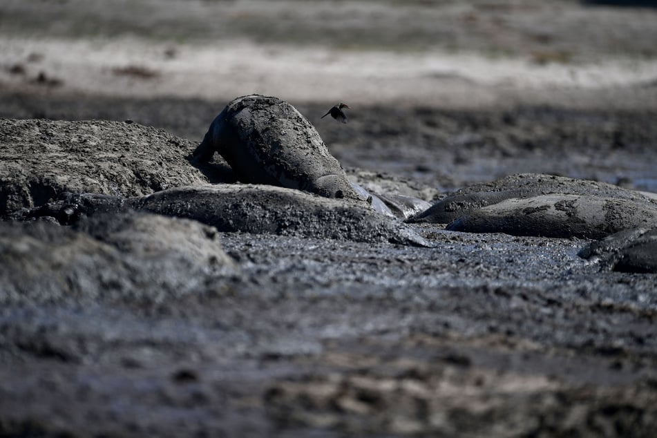 Little hope remains for the drought-hit hippo population, as more dry months are to come.