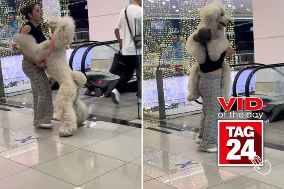 Viral Video of the Day for December 16, 2024: Big dog gets carried like baby down "scary" escalator