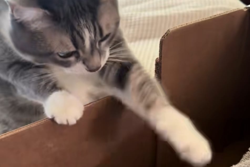 Sis tentatively stretched out her paw, seemingly sensing what happened to her cat friend.