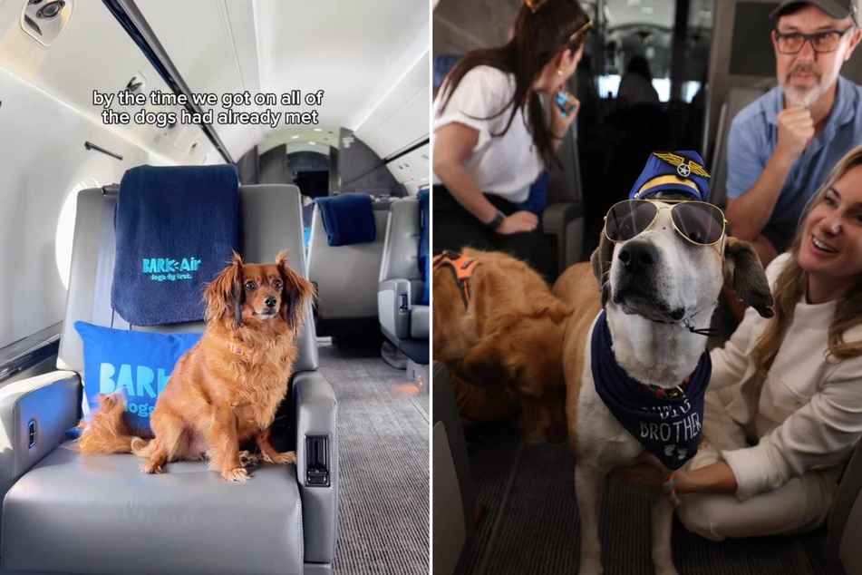On the Bark, Inc. company website, Co-Founder and CEO Matt Meeker explained that the airline concept was in the works for more than a decade.