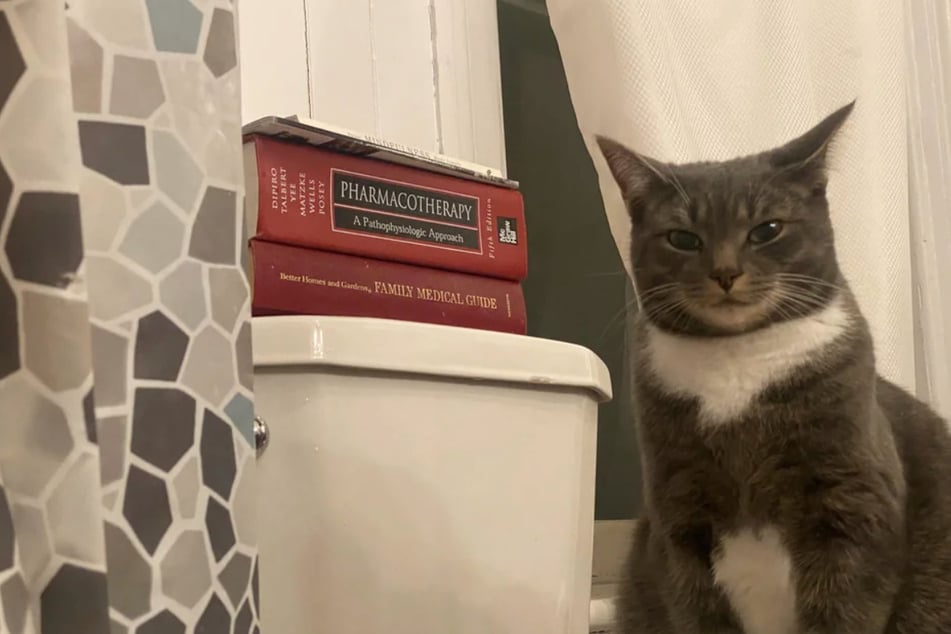 Cat's suspicious reaction to human in bathtub has Reddit users in tears