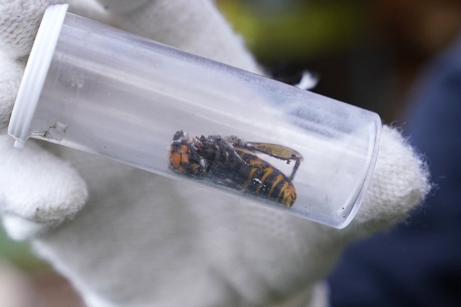 Murder hornets can wipe out entire bee colonies and were probably imported in the US from Asia.