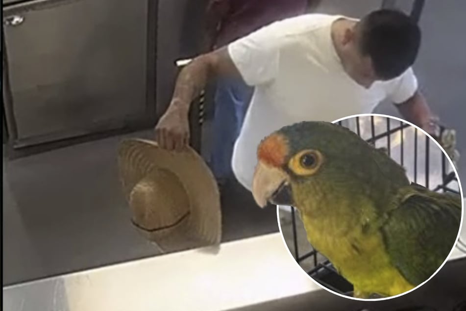 What the flock?! Man is caught smuggling live birds down his underpants in bizarre arrest