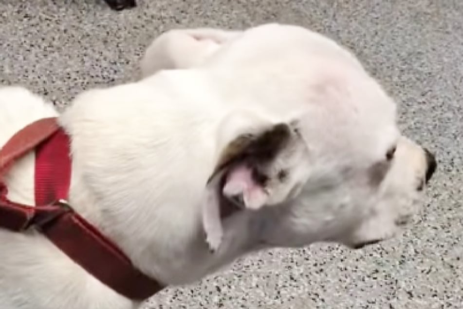 Dog owners abandon pup at shelter, and his reaction is awful: "Watching the only family he knew walk away"
