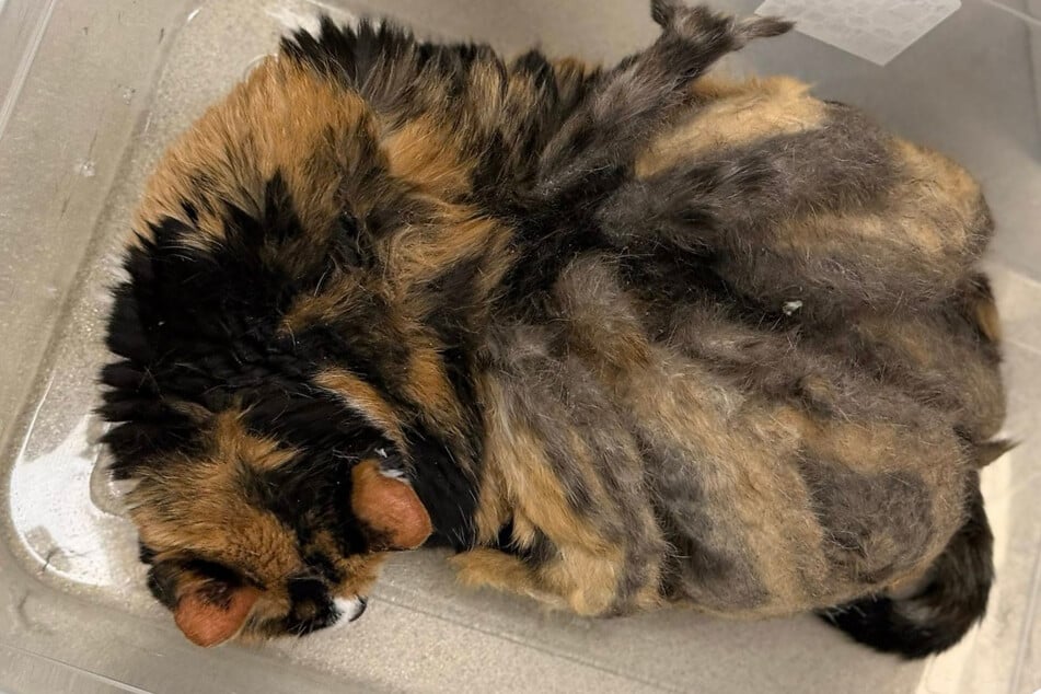 The neglected cat was completely matted when it arrived at the Ten Lives Club.