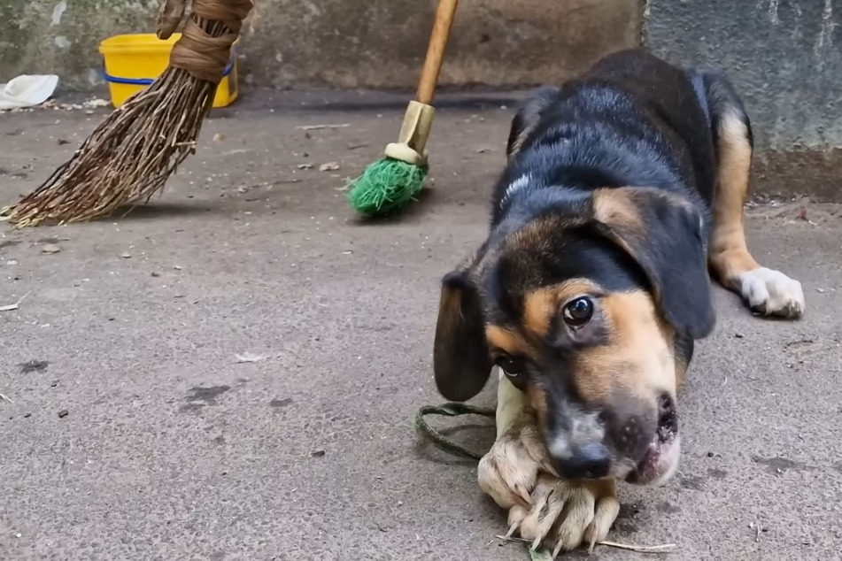 Dog abandoned by divorcing couple shocks animal rescuers!