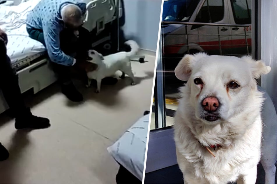 Loyal dog waits in front of hospital every day while his owner recovers