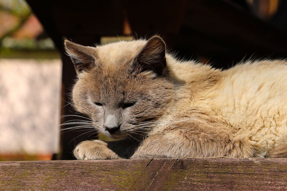 There are few cats more unusual and strange than the Javanese.