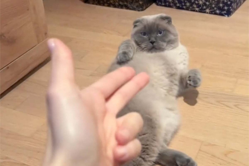 When cats are not in a grumpy mood, they can achieve almost anything! Even a brilliant acting performance is within their reach, as a new viral video shows.