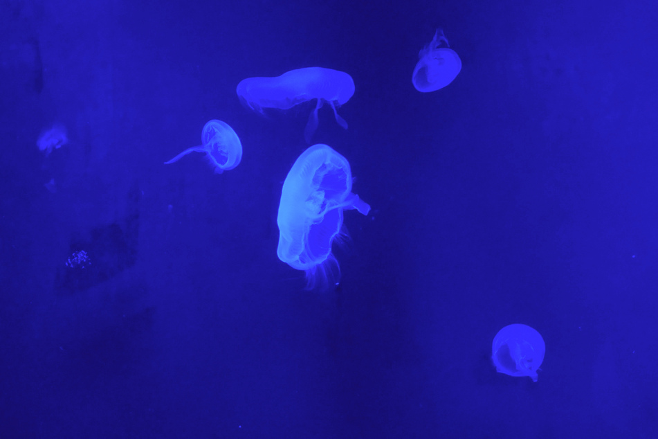 The Irukandji is so tiny that it's unlikely you'll see it in the water before being stung.