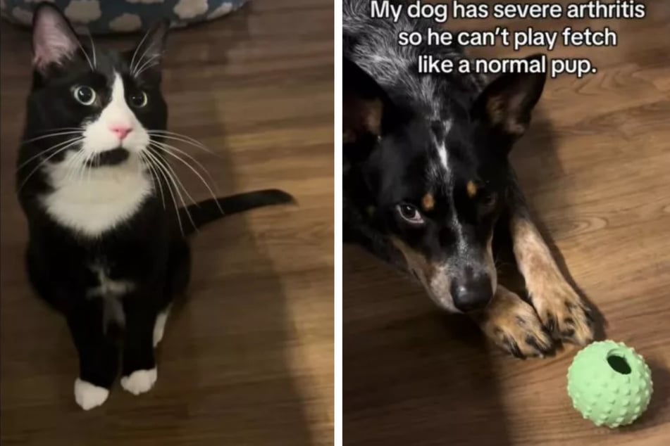 Kind cat helps disabled dog play fetch again in heartmelting video